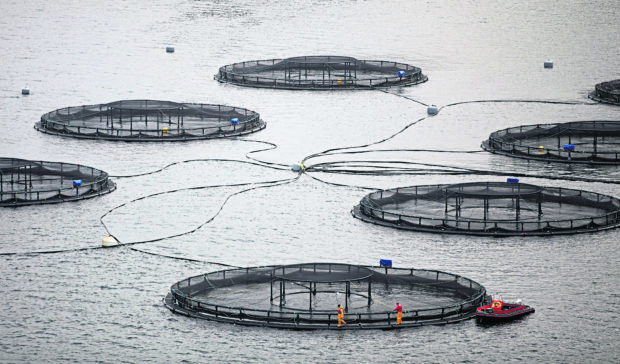 Scottish Sea Farms, Lismore North farm in Oban