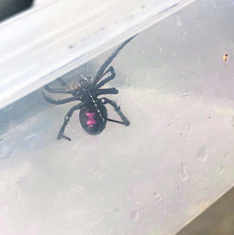 The potentially deadly arachnid was discovered inside a crate by workers in Portlethen.
