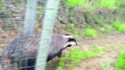 Barry the badger, who was released on Tuesday by The New Arc