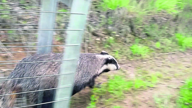 Barry the badger, who was released on Tuesday by The New Arc