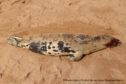 The harp seal was found dead in Balmedie