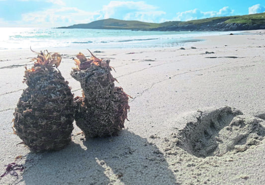 Two pineapples found washed up on Meal beach on Shetland. 
Picture by Zoe Henry.