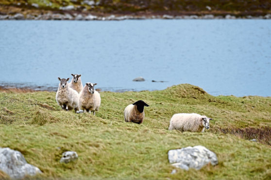 The report was commissioned by the Crofting Commission.