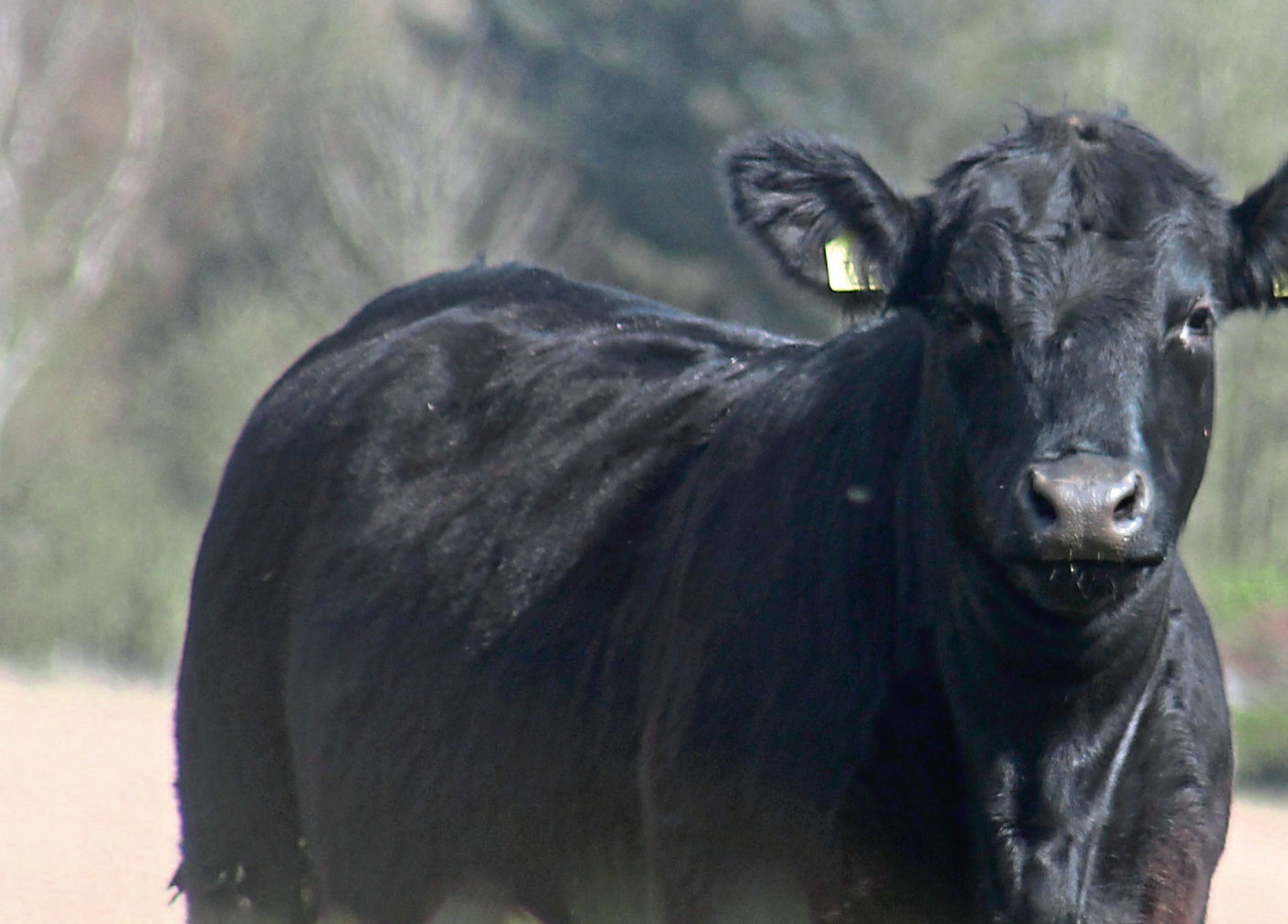 Aberdeen-Angus cattle



(Submitted)