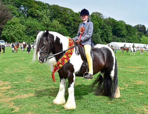 The reserve show champion of champions was Lammerside Mr Darcy