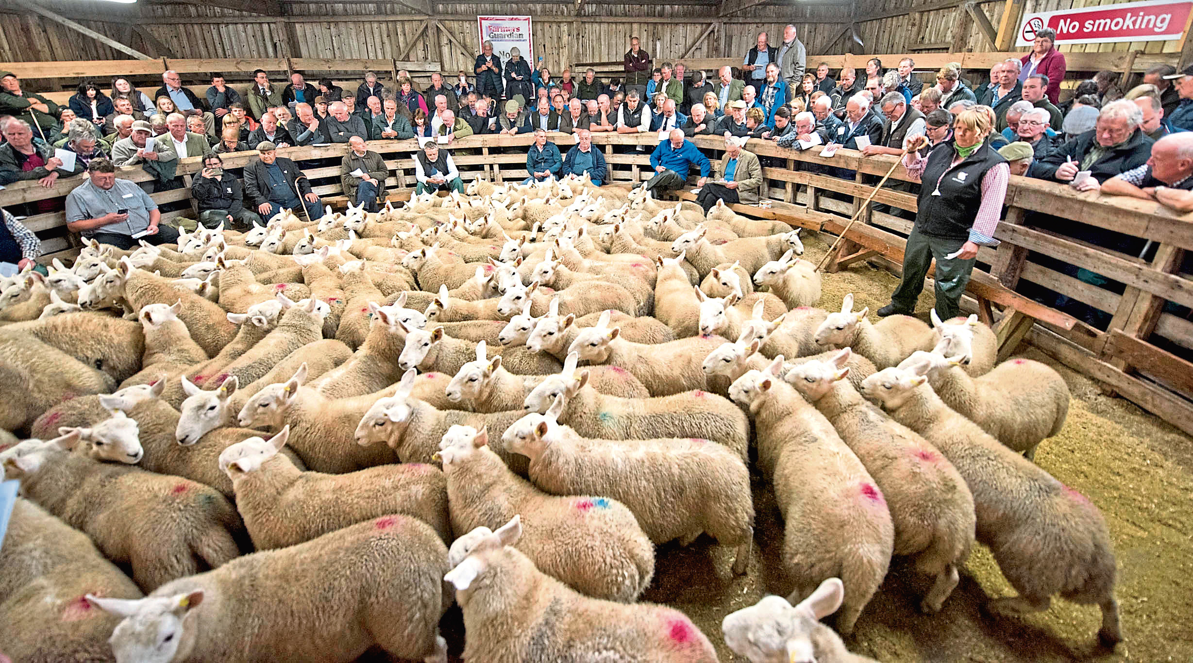Joyce Campbell sells lambs at Lairg.