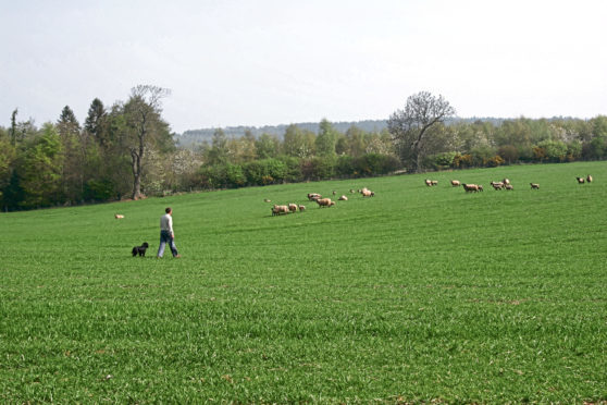 The committee was told of the need to toughen penalties for livestock worrying.