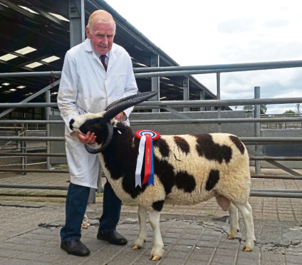 The supreme champion and top priced lot, at 2,100gn and setting a new centre record, at the Scottish Jacob sale at St Boswells in August 2018.