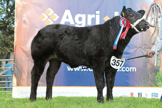 Balfour Baillie's Orkney County Show champion is up for grabs.