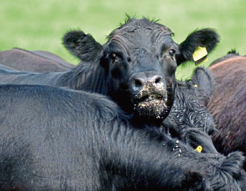 Geeting their feed are Aberdeen Angus cows at Savock farm, Newburgh. Pic Jim Irvine