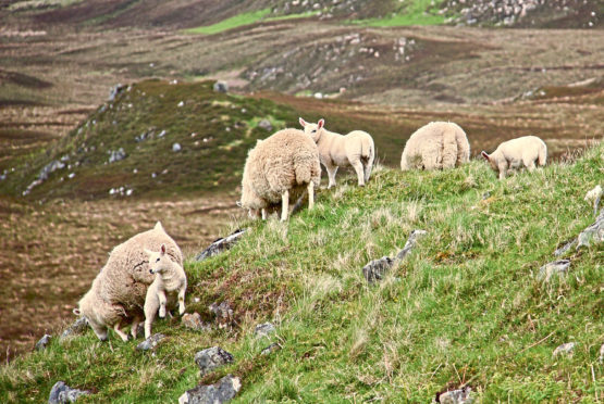 Farmers have been advised to take steps to control ticks in sheep.