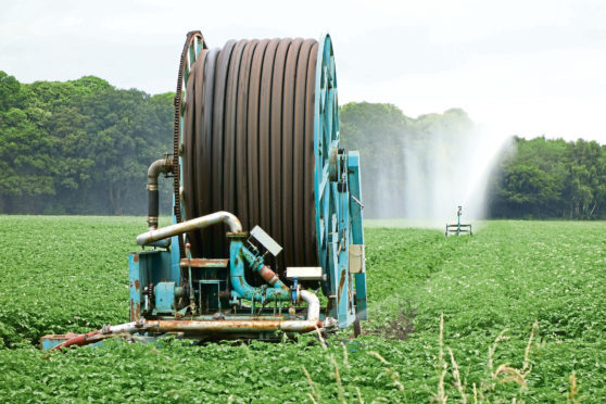 Drought conditions last summer affected the 2018 potato harvest.