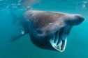Basking shark with its mouth open