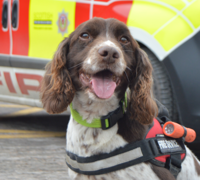 Diesel the dog is sent to disaster areas across the world to sniff our casualties trapped in collapsed buildings.