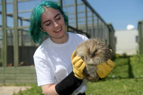 Arbuckle the hedgehog.