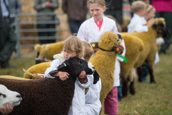 Sheep and cattle took centre stage at the Keith Country Show.