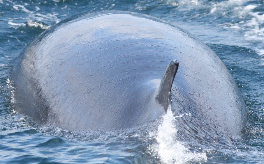Knobble the minke whale
