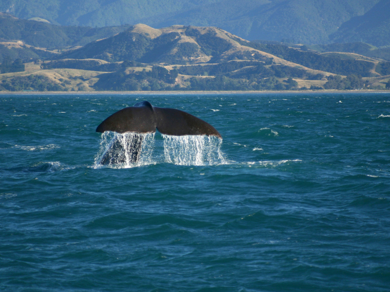 New Zealand - Kaikoura Whale Watching