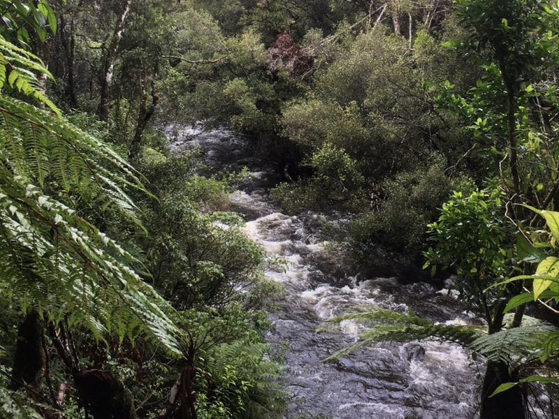 New Zealand - Mangawhero Forest