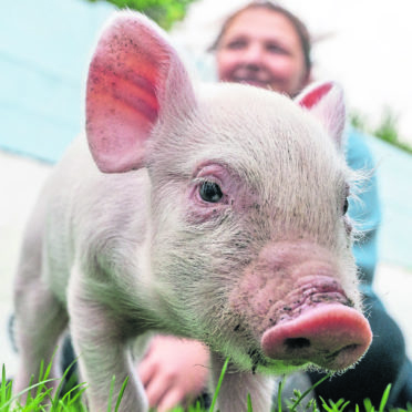 Branston the Piglet that was found wandering on the A96.