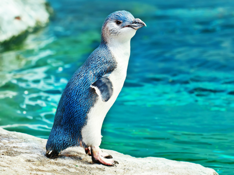 New Zealand - Oamaru Blue Penguins