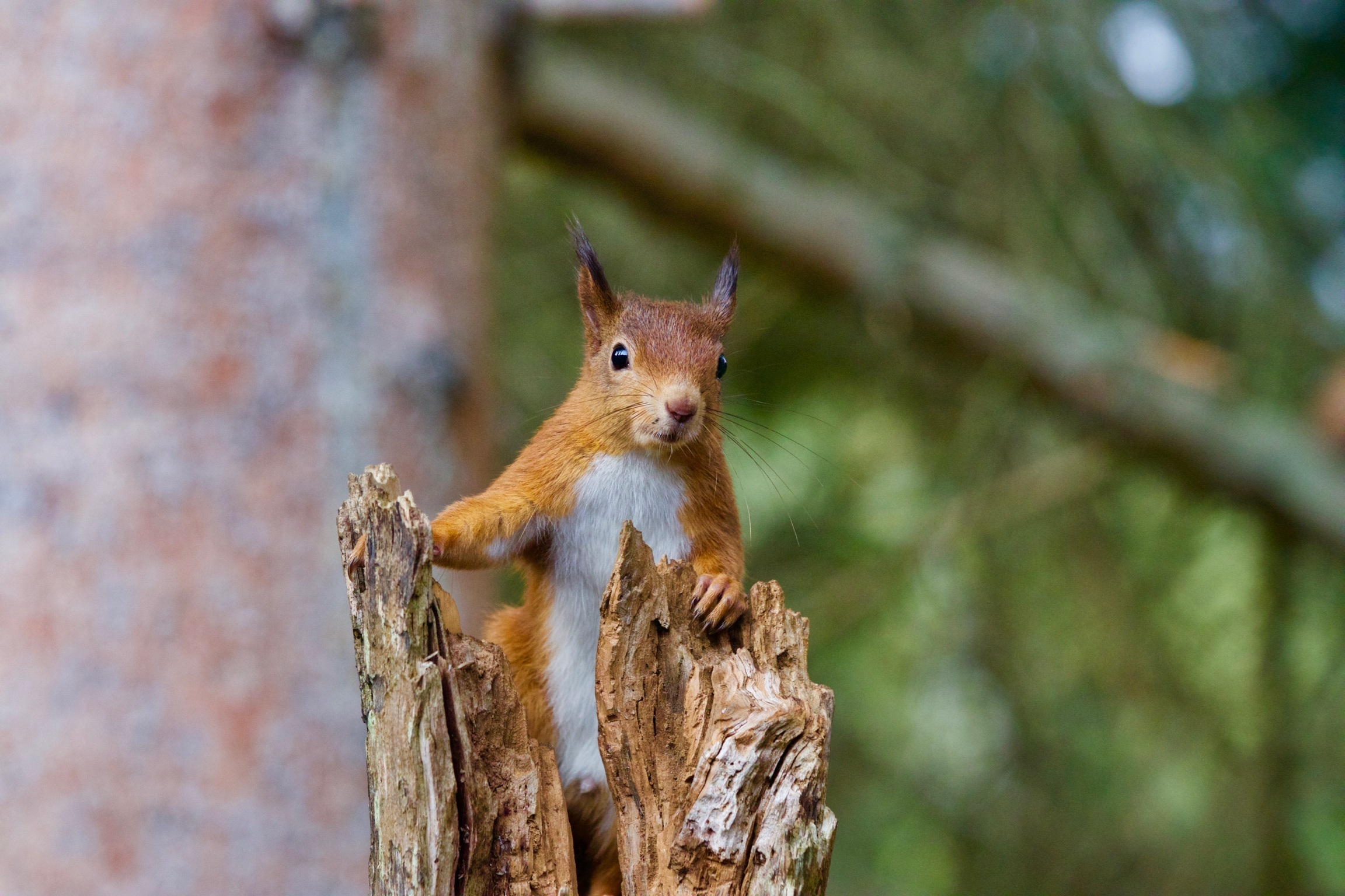 Fears have been raised the new road could reduce habitat for animals such as the red squirrel