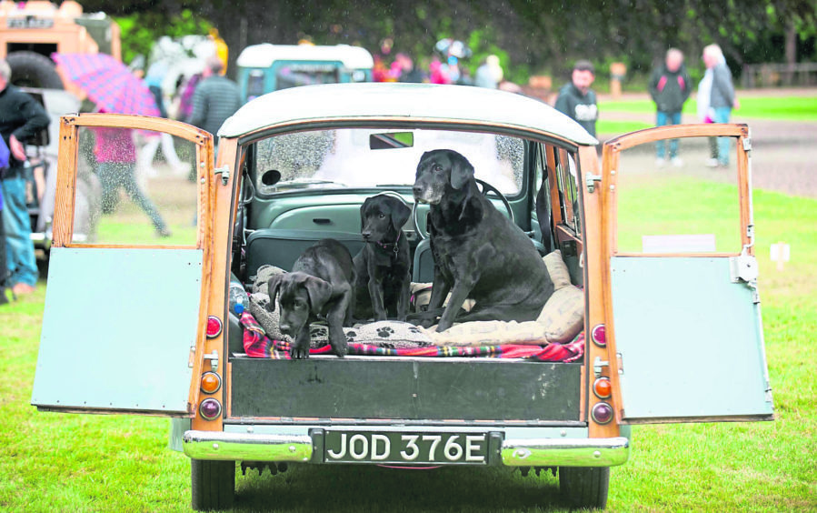 Brodie Castle Classic Car show. Three dogs in a Morris Traveller