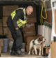 Spaniel Dixie was enlisted to check for illegal tobacco sales at the auction centre in New Elgin.