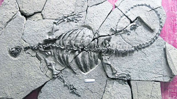 At 228 million years old, the fossil shows the early stages of the marine animal’s development.