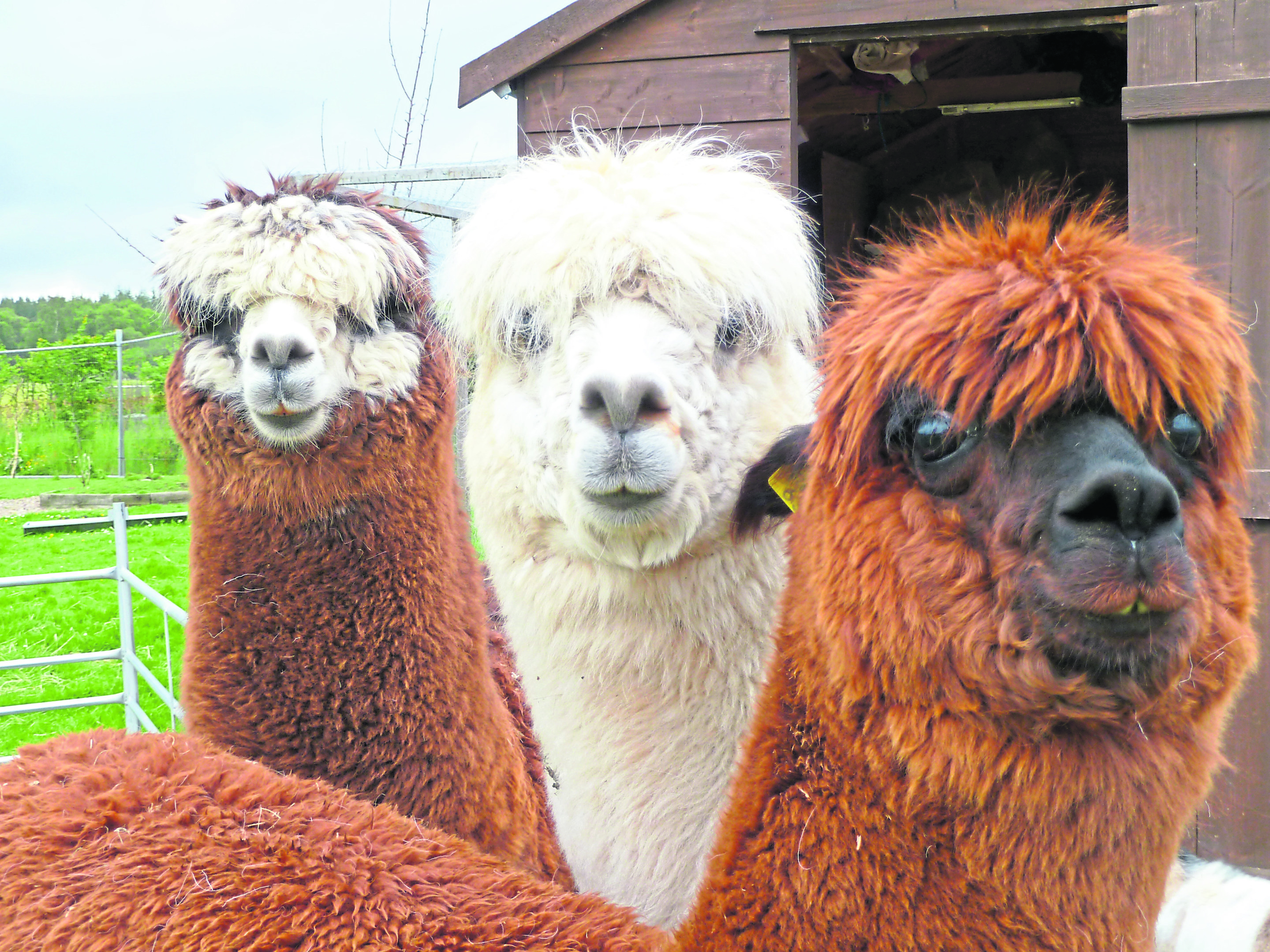 The friendly herd of alpacas will be back for this year’s event.