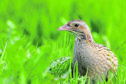 The corncrake, as one of Scotland's rarest breeding birds