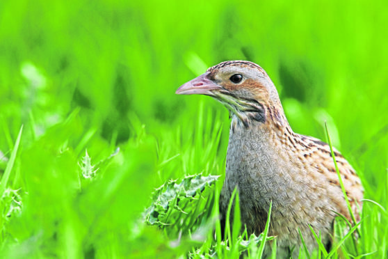 The corncrake, as one of Scotland's rarest breeding birds