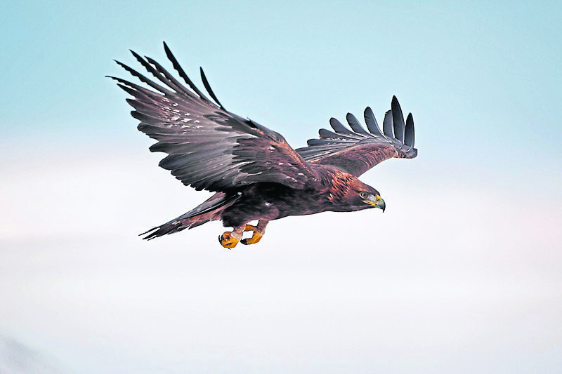 A golden eagle