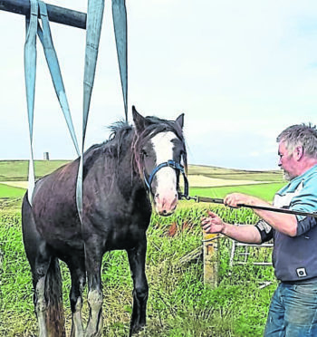 Enya the horse fell into a ditch and had to be rescued.