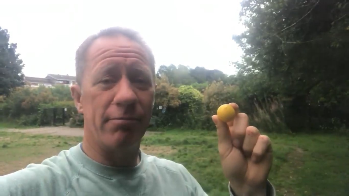 Picture from the viral video of Campbell Scott holding one of the yellow plums which caused the death of his dog