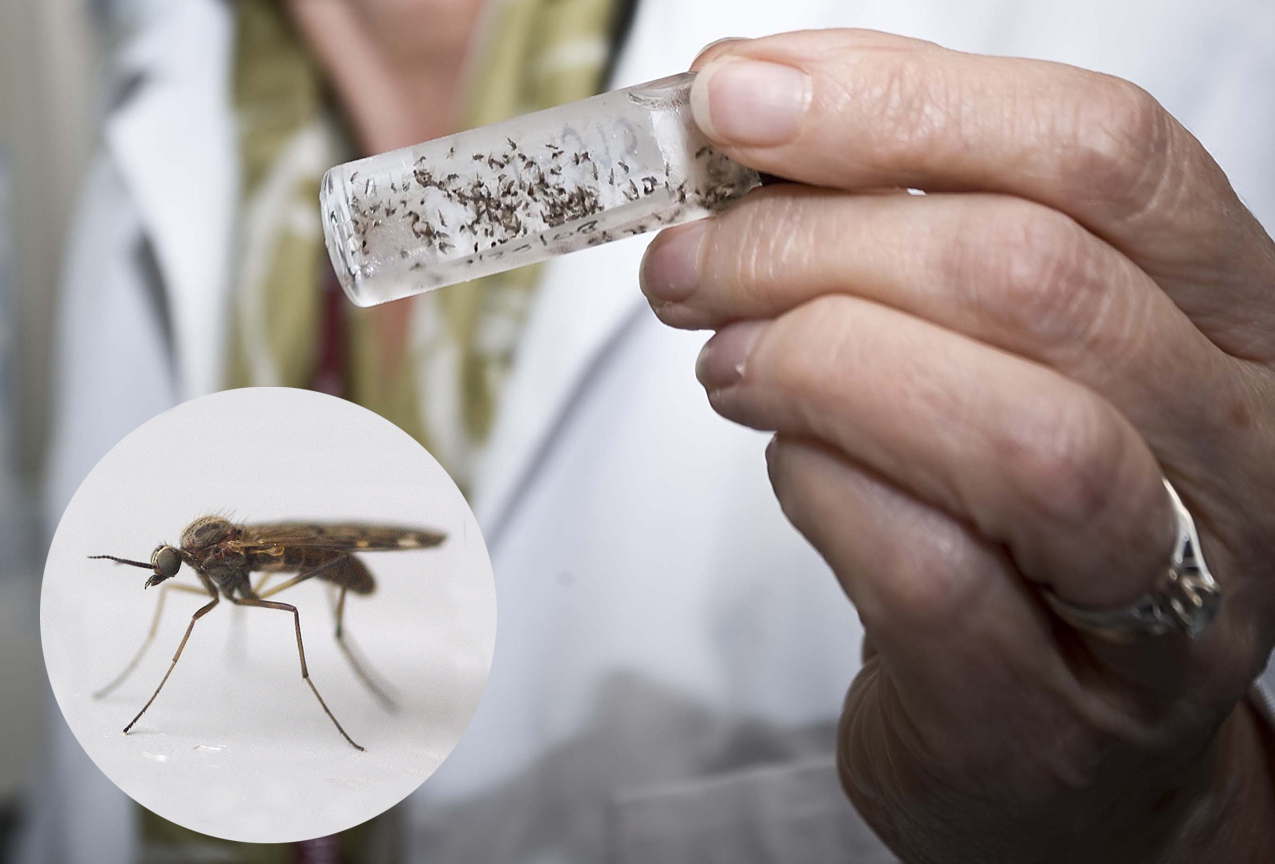 Late bite: A third swarm of midges has been confirmed by experts and suggest climate change could be the reason for the biting beasties’ late show.