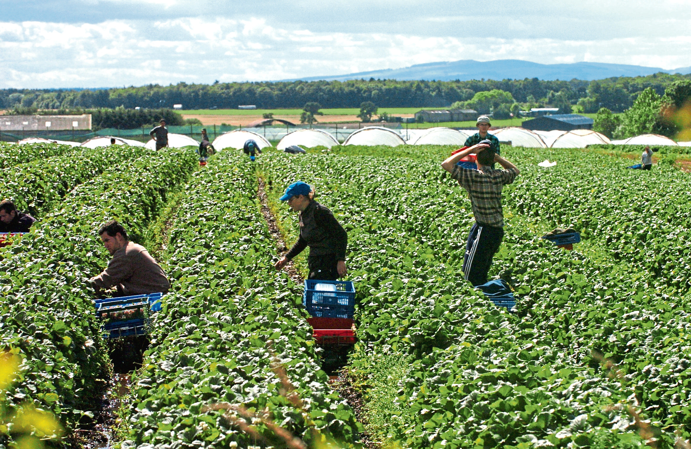 More than 9,000 migrant seasonal workers were needed on Scottish farms last year.