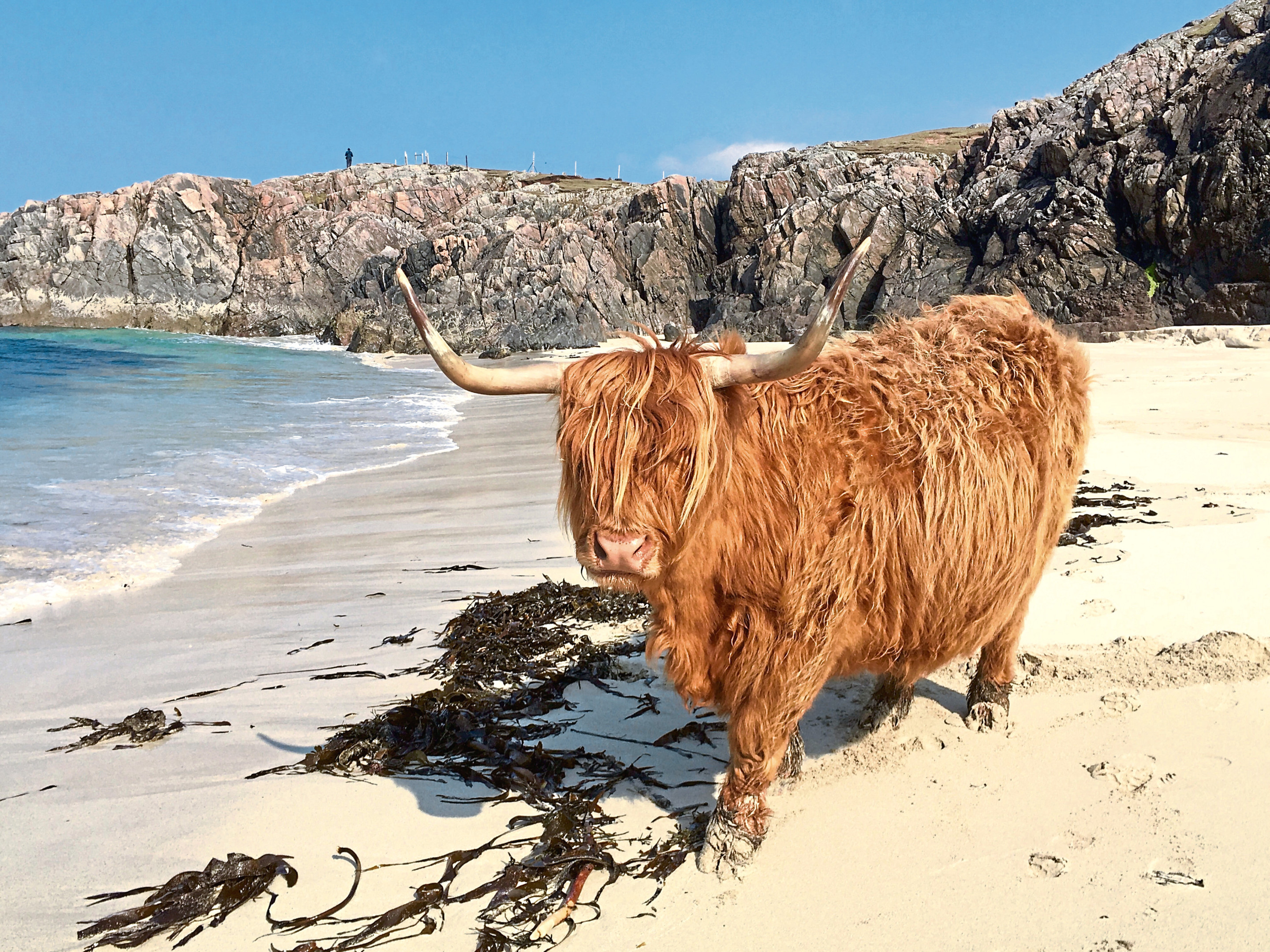 Seaweed has been found to abate methane emissions from cattle.