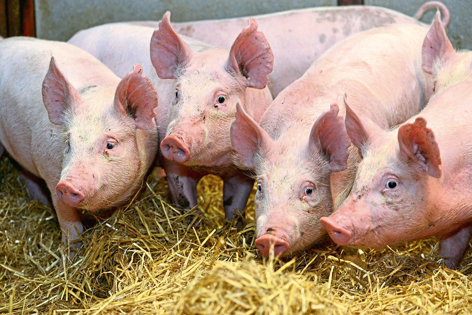 UK pig producers could benefit from demand for pork in Vietnam.