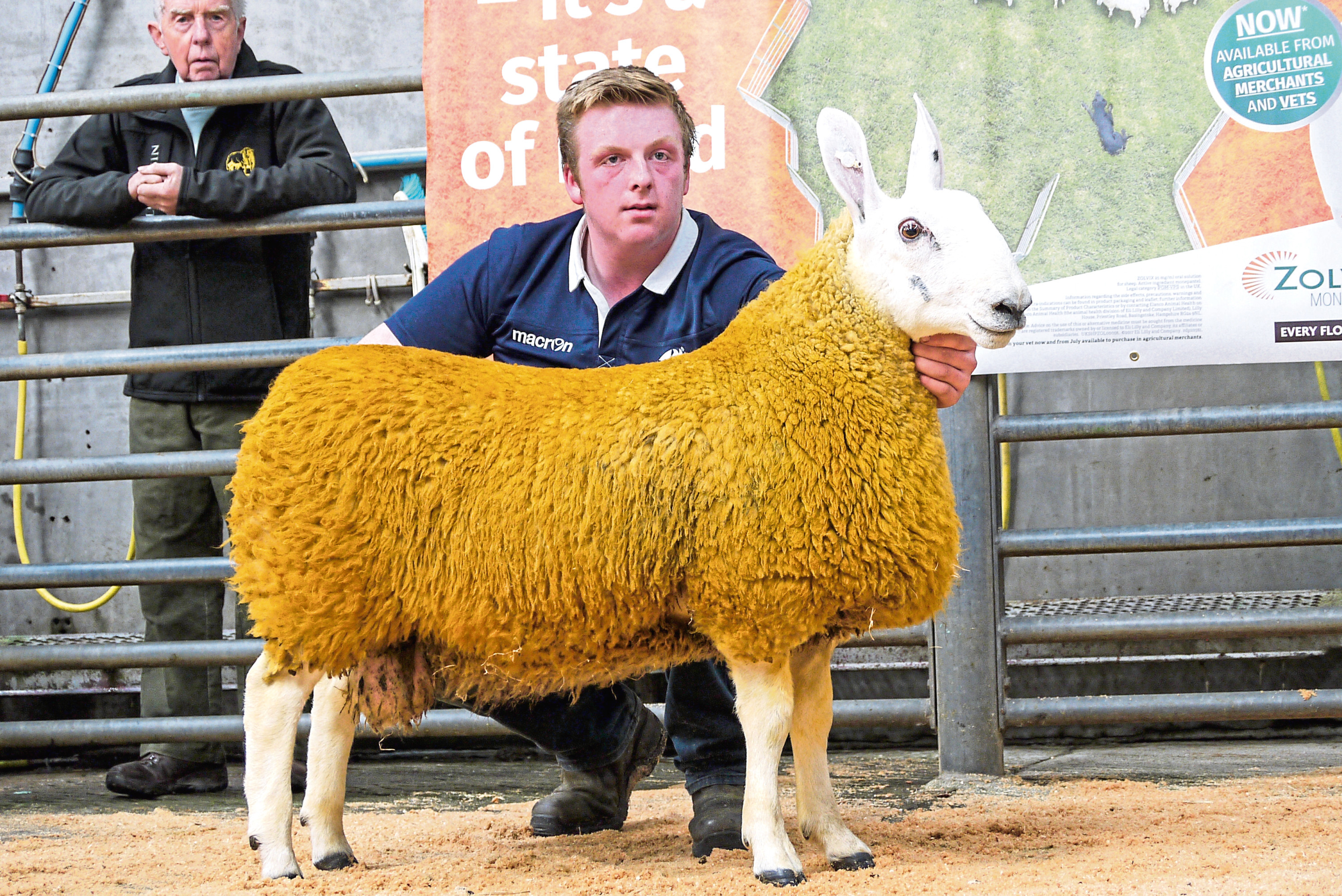 Last year's Border Leicester champion sold for 2,200gn.