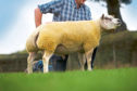 Beltex shearling ram Heatheryhall Campbell sold for 3,800gn.