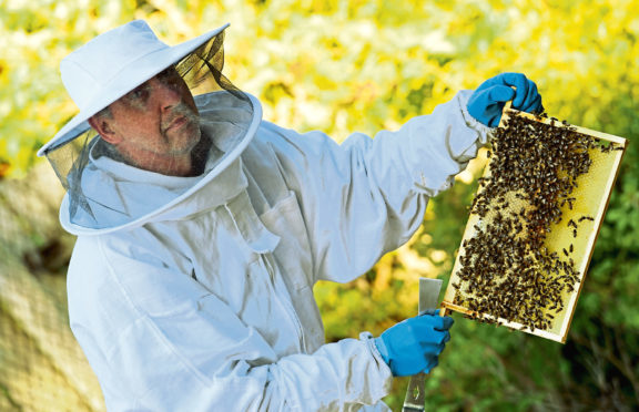 North East bee keeper Erling Watt, has had some nucleus bee hives stolen from a farm near Peterhead, containing around 60,000 bees.   
Erling is pictured with some other of his hives.    
Picture by Kami Thomson    19-09-18