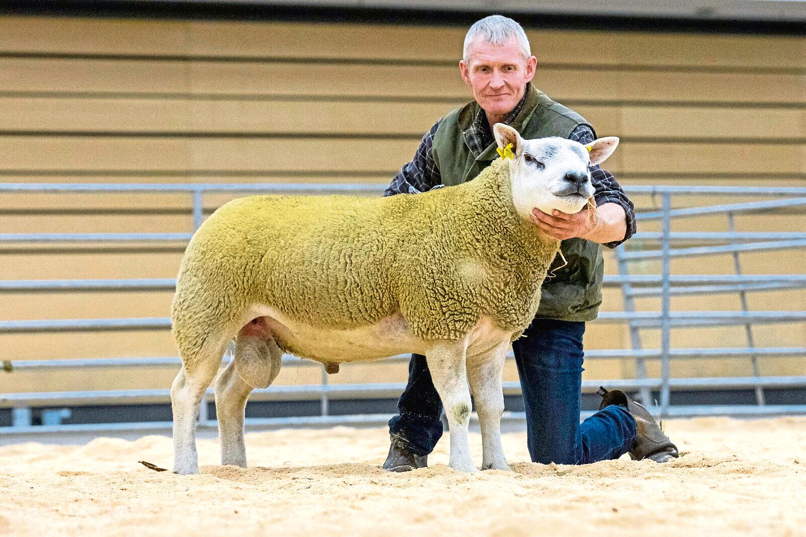 Rodney Blackhall with a Texel shearling ram which sold for 1,800gn for charity at the ANM ram sale.