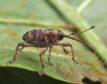 The Curculio betulae weevil discovered by Nigel Richards from Tain