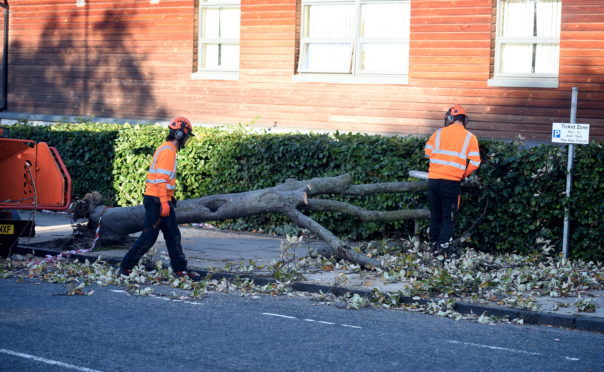 The fallen tree on Whinhill Road, Aberdeen this morning.
Picture by Heather Fowlie.
