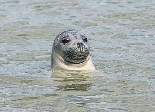 It's believed blasting work led to the death of a grey seal