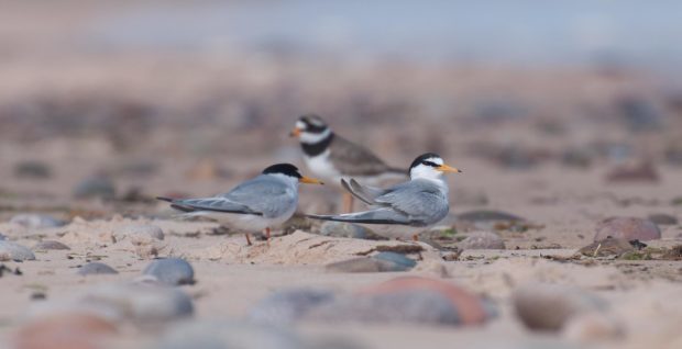 Little terns on Lossiemouth's East Beach in 2013. Picture: Margaret Sharpe.