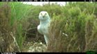 Male hen harriers guarding nests are a very rare sight.