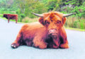 Highland cows block the road in Plockton.
Picture by Rose Fortune.