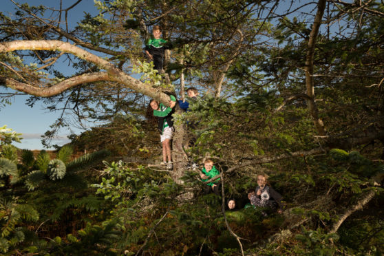 Youngsters can regularly be found climbing Netty's Tree on Eriskay.